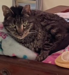 Lost Male Cat last seen Cunninghill Cove Road & Cunning Circle, Middle River, MD 21220