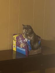 Lost Female Cat last seen Los Coches by the Gaetano’s, Lakeside, CA 92040