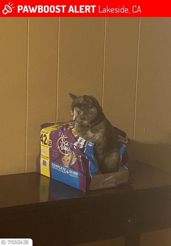 Lost Female Cat last seen Los Coches by the Gaetano’s, Lakeside, CA 92040