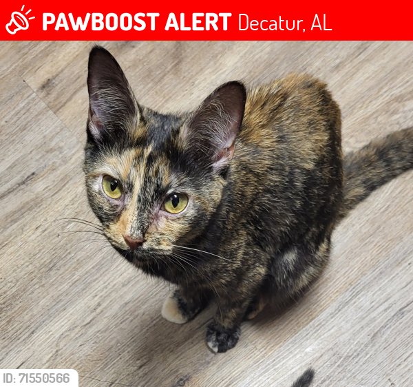 Lost Female Cat last seen Pop Oliver park, Decatur, AL 35601