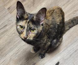 Lost Female Cat last seen Pop Oliver park, Decatur, AL 35601