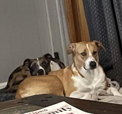 Lost Female Dog last seen Westcreek , Fort Worth, TX 76133