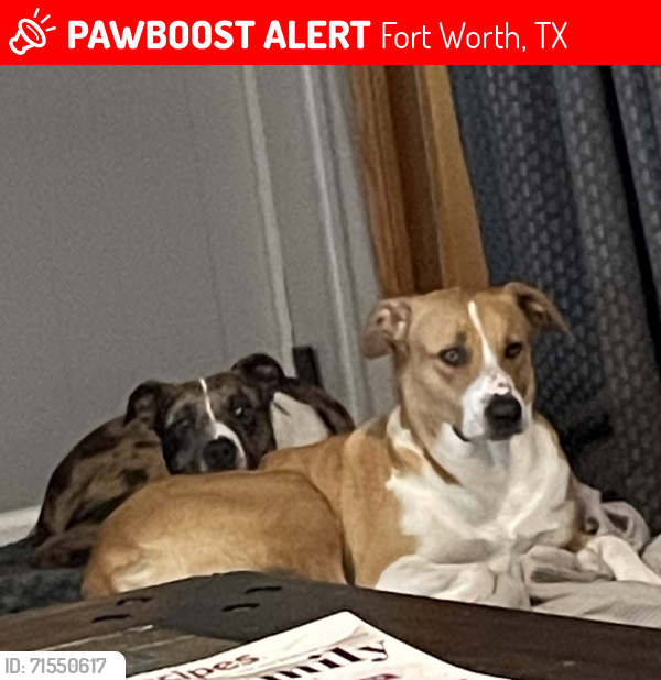 Lost Female Dog last seen Westcreek , Fort Worth, TX 76133