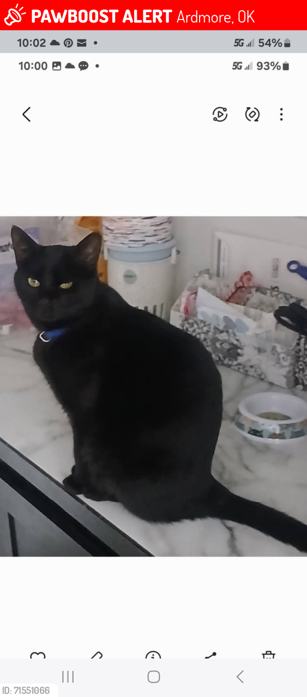 Lost Male Cat last seen Turner, Freeman, Mount Washington, Refinery, Ardmore, OK 73401