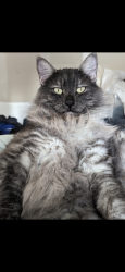 Lost Male Cat last seen Churchill st, Keizer, OR 97303
