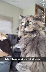 Lost Female Cat last seen Near Hollister hills, Hauser, ID 83854