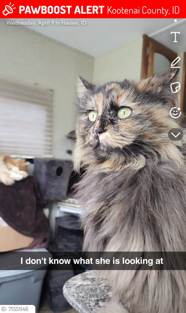 Lost Female Cat last seen Near Hollister hills, Hauser, ID 83854