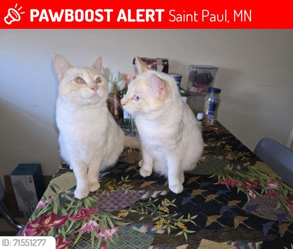 Lost Male Cat last seen zipcode 55116 Ford Parkway and Davern, Saint Paul, MN 55116