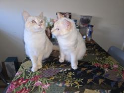 Lost Male Cat last seen zipcode 55116 Ford Parkway and Davern, Saint Paul, MN 55116