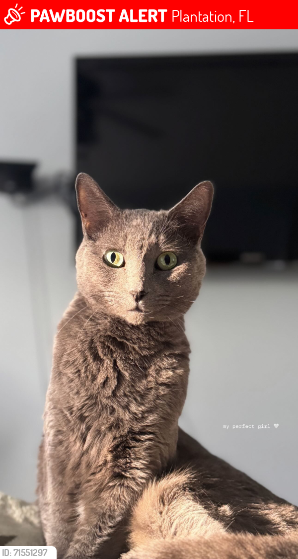 Lost Female Cat last seen Lakes of Newport, Plantation, FL 33317