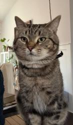 Lost Male Cat last seen Fox Run Forest Ln, Bumpass Rd, Greenes Corner Rd, Beaverdam, VA 23015