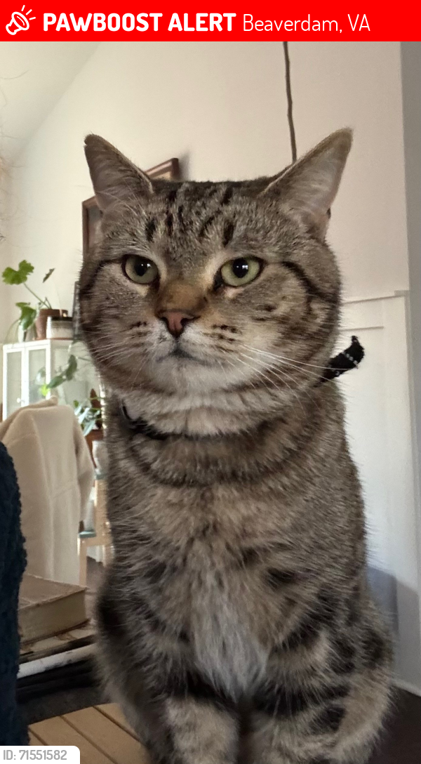 Lost Male Cat last seen Fox Run Forest Ln, Bumpass Rd, Greenes Corner Rd, Beaverdam, VA 23015