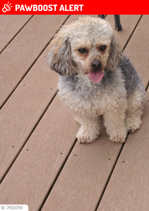 Lost Male Dog last seen Fort Washington Rd (Tantallon), Fort Washington, MD 20744