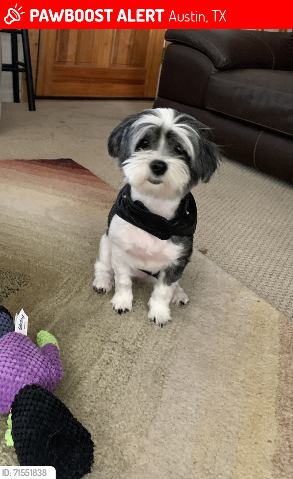 Lost Female Dog last seen Oltorf, Austin, TX 78741