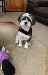 Lost Female Dog last seen Oltorf, Austin, TX 78741