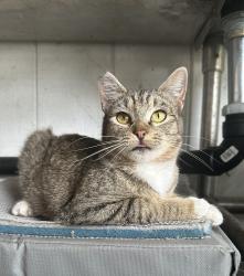 Lost Female Cat last seen Hopkins St & California St, Berkeley, CA 94707