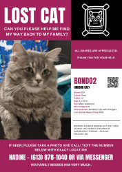 Lost Male Cat last seen Deceour & Merblue , Ottawa, ON K4A 5H2