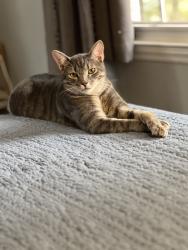 Lost Male Cat last seen Cool Springs Rd, Harnett County, NC 27505