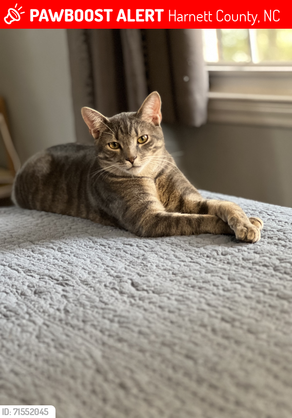 Lost Male Cat last seen Cool Springs Rd, Harnett County, NC 27505