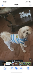 Lost Male Dog last seen Between Osborn and Indian school 51av and 47av, Phoenix, AZ 85012