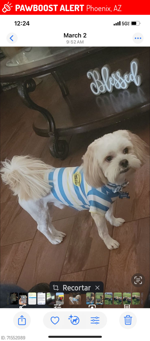 Lost Male Dog last seen Between Osborn and Indian school 51av and 47av, Phoenix, AZ 85012