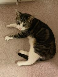 Lost Male Cat last seen Armaga Spring Rd., Rancho Palos Verdes, CA 90275