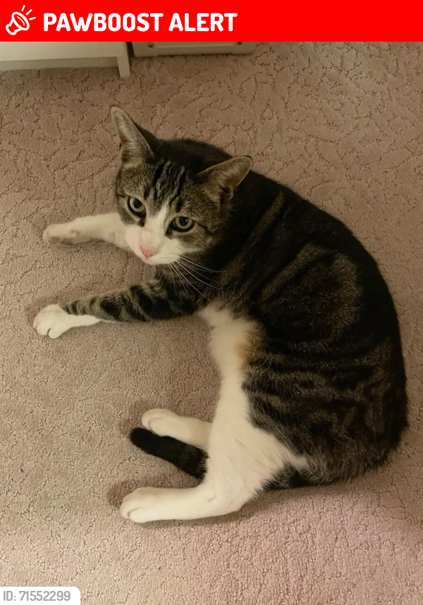 Lost Male Cat last seen Armaga Spring Rd., Rancho Palos Verdes, CA 90275