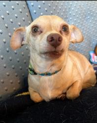 Lost Female Dog last seen Shetland Dr Wallingford CT, Wallingford, CT 06492