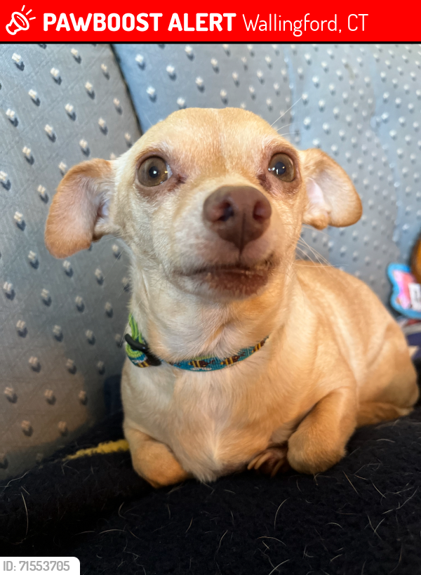 Lost Female Dog last seen Shetland Dr Wallingford CT, Wallingford, CT 06492