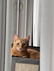 Reunited Female Cat last seen Nanaimo & 12th Street, New Westminster, BC V3M 4J5