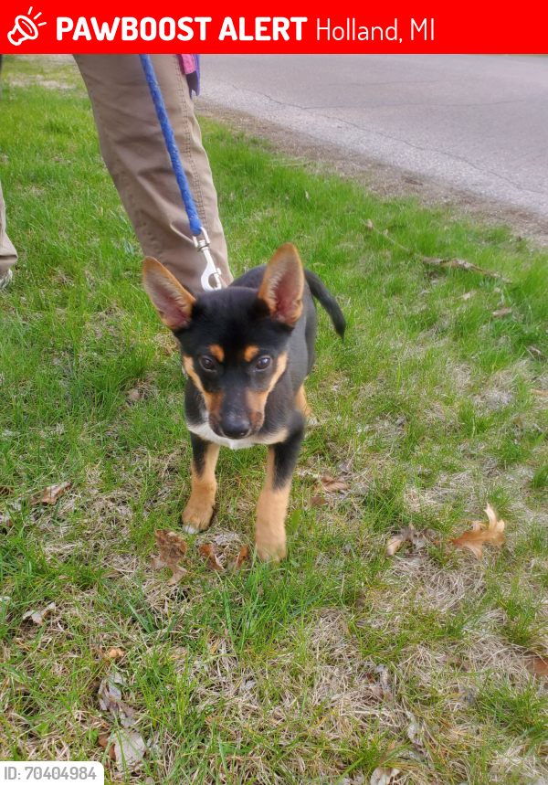 Lost Male Dog last seen Ottawa and 32nd street in holland MI  --also seen near hamilton Mi , Holland, MI 49423