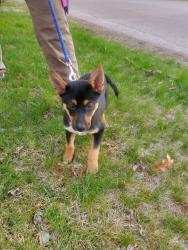 Lost Male Dog last seen Ottawa and 32nd street in holland MI  --also seen near hamilton Mi , Holland, MI 49423
