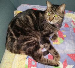 Lost Male Cat last seen Near mciver rd, Canyon Lake, TX 78133