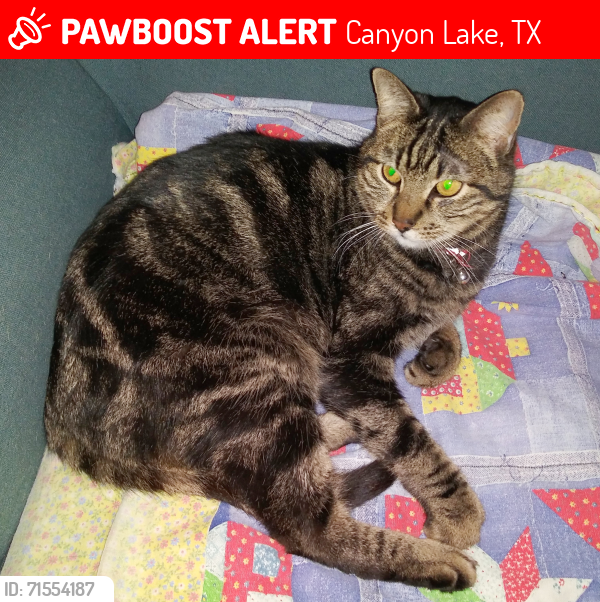 Lost Male Cat last seen Near mciver rd, Canyon Lake, TX 78133