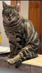 Lost Male Cat last seen 164th Ave se kent black Diamond Rd, Kent, WA 98042