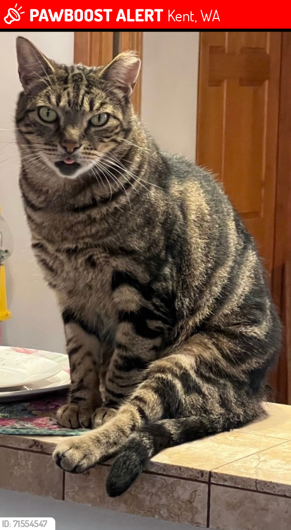 Lost Male Cat last seen 164th Ave se kent black Diamond Rd, Kent, WA 98042