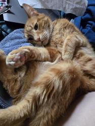 Lost Male Cat last seen Crestview Ln , Charlottesville, VA 22902