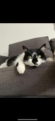Lost Female Cat last seen Cielo Point Residence, Lauderhill, FL 33319
