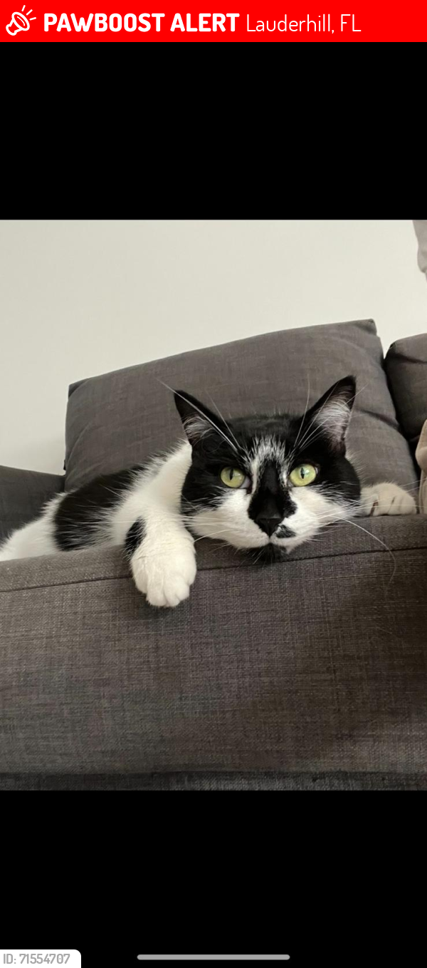Lost Female Cat last seen Cielo Point Residence, Lauderhill, FL 33319