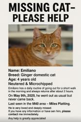 Lost Male Cat last seen M40 7HY, Greater Manchester, England M40