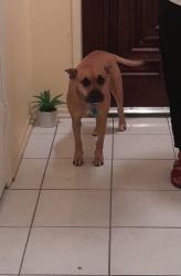 Lost Female Dog last seen Armstrong mccall, Houston, TX 77074