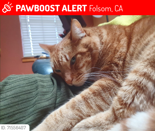 Lost Male Cat last seen hillock, Folsom, CA 95630