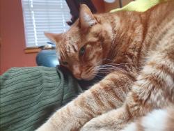 Lost Male Cat last seen hillock, Folsom, CA 95630