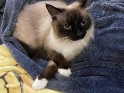 Lost Male Cat last seen Near W Lamar Street , Arvada, CO 80003