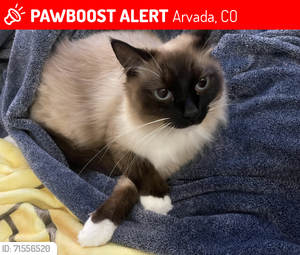 Lost Male Cat last seen Near W Lamar Street , Arvada, CO 80003