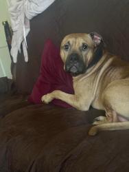 Lost Male Dog last seen He was traveling through Columbia trying to get exact location , Columbia, SC 29211