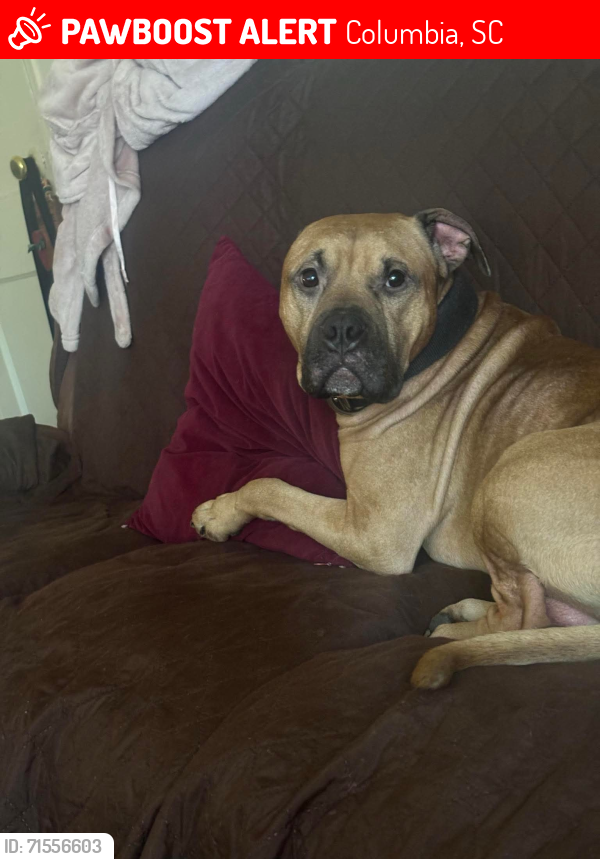 Lost Male Dog last seen He was traveling through Columbia trying to get exact location , Columbia, SC 29211