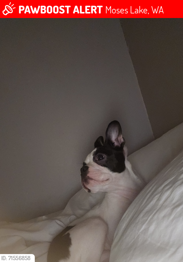 Lost Male Dog last seen Broadway Avenue BY AAA trailer park , Moses Lake, WA 98837