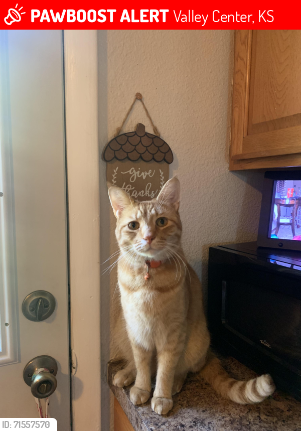 Lost Male Cat last seen Sheridan and 5th St, Valley Center, KS 67147