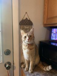 Lost Male Cat last seen Sheridan and 5th St, Valley Center, KS 67147